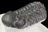 Lot: Assorted Devonian Trilobites - Pieces #76917-2